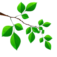 Rama arbol