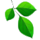 Rama arbol